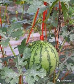 免费吃瓜福利群,畅享娱乐盛宴,轻松解锁快乐生活 第1张 免费吃瓜福利群,畅享娱乐盛宴,轻松解锁快乐生活 第1张