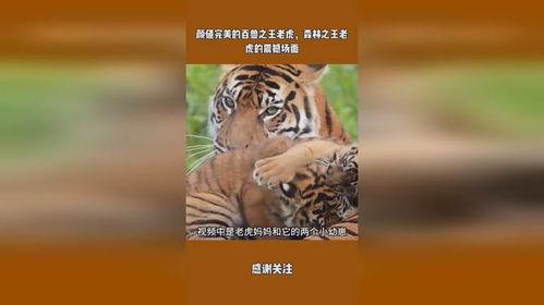 王老虎被爆料了吗视频在线观看,揭秘背后惊人真相 第3张 王老虎被爆料了吗视频在线观看,揭秘背后惊人真相 第3张